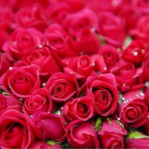 Meet your Posher, Shania